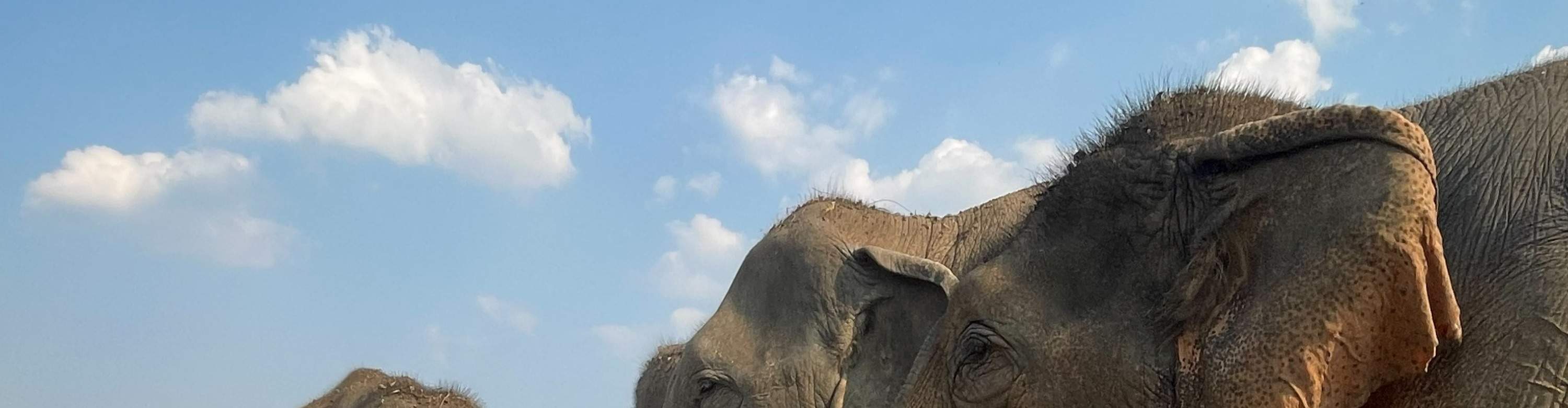 1 Day Join In Elephant Care Activities Watching in Mae Wang and