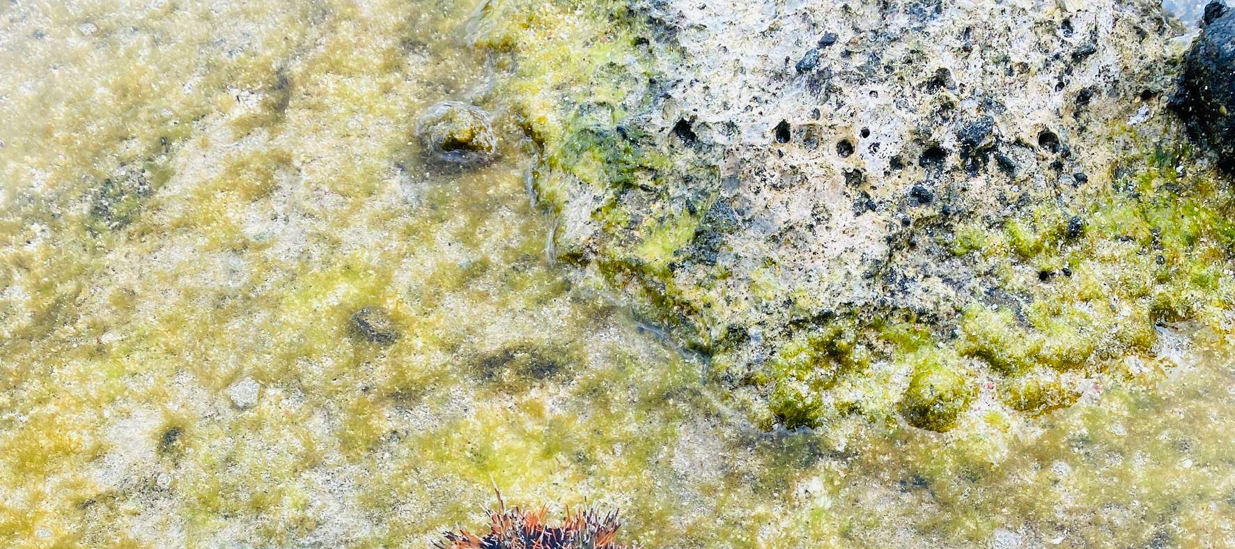 緑島ブルーホール秘境 / 眠れる森の美女古道＋仙人疊石シュノーケリング / 潮間帯ツアー