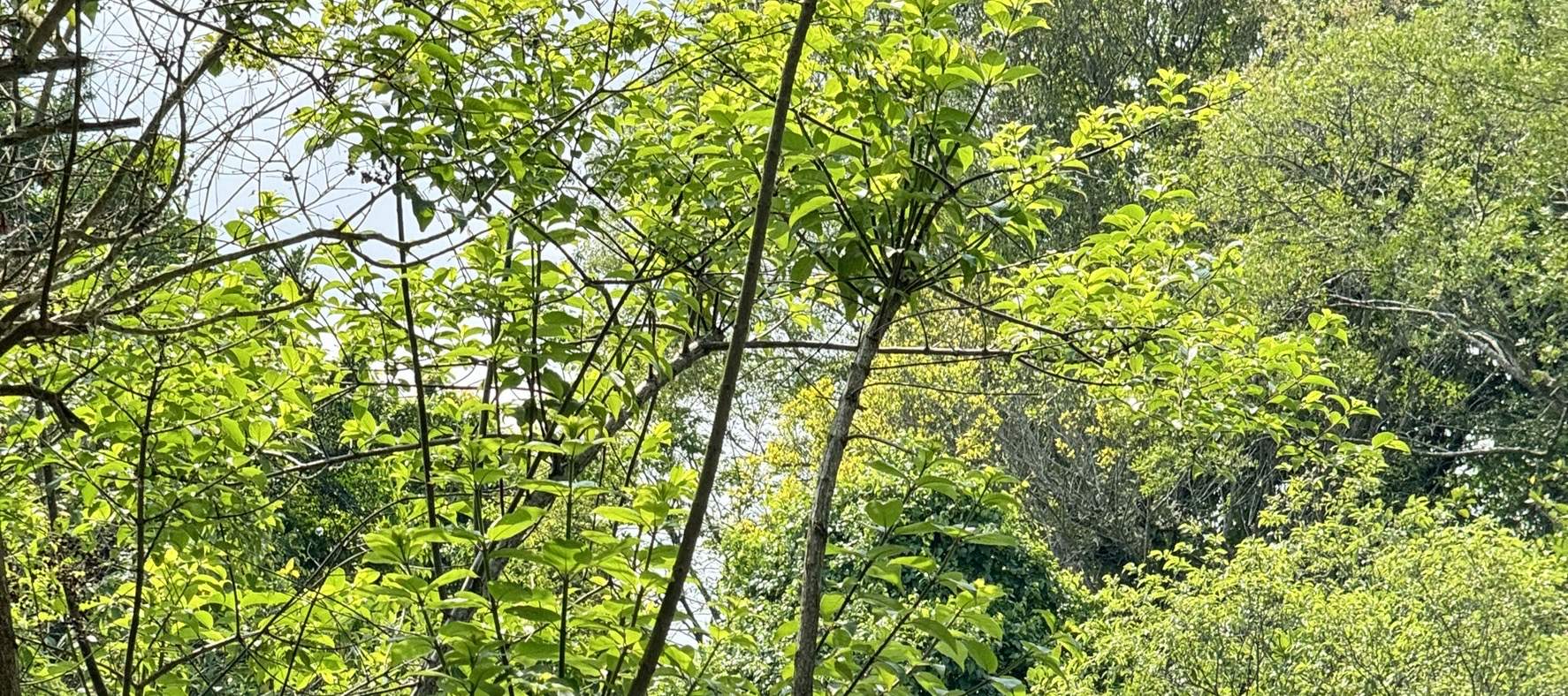 宜蘭: Thuyền điện & Xe đạp nước Sinh thái Làng Dongshan trên Sông Đông