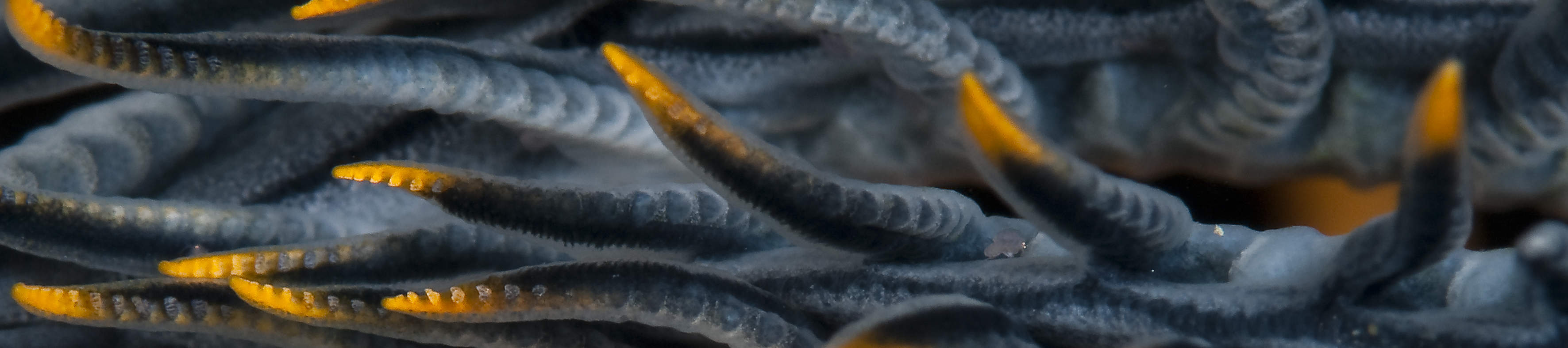 13:00 Tauchen in Cauayan