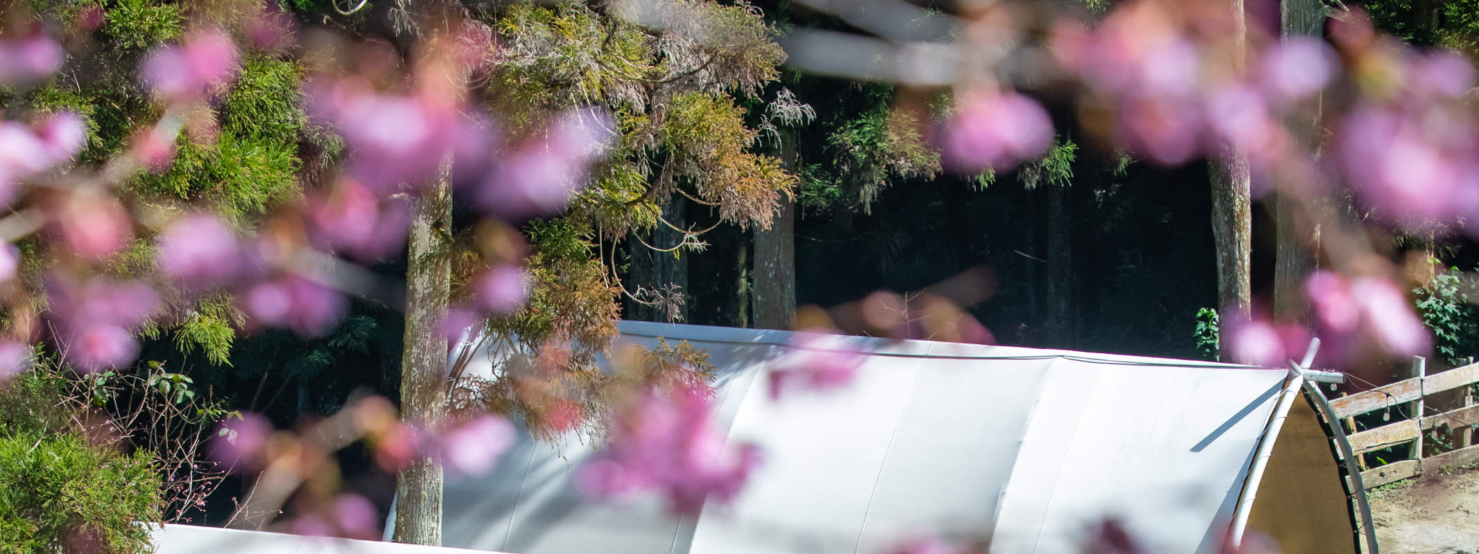 Khemah Perkhemahan di Kawasan Anak Rusa Lembah