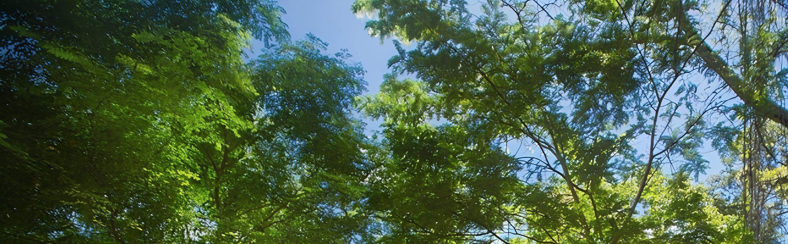 Fall Jump Jungle Xtreme Adventure Zipline and Free Fall Jump Park - Klook