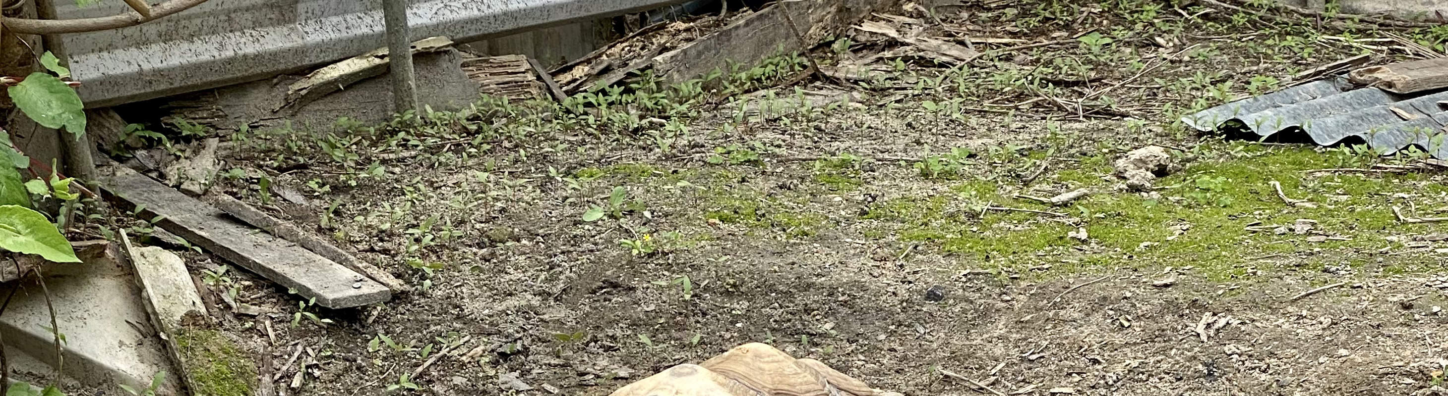 コーヒー焙煎＋藍染め体験