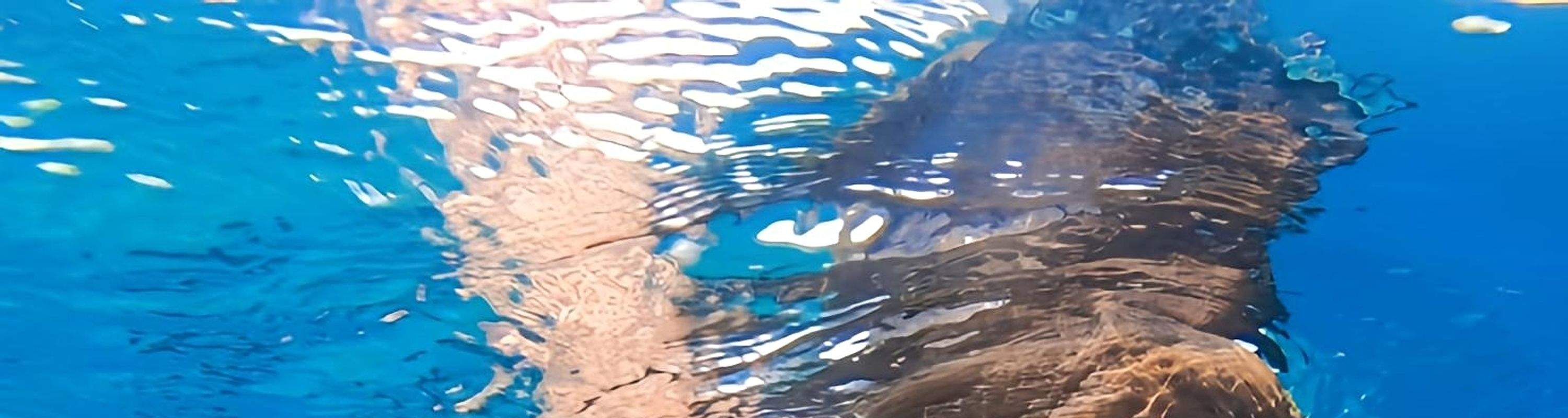 Siquijor: Freediving Adventure with Lunch and Beach Time