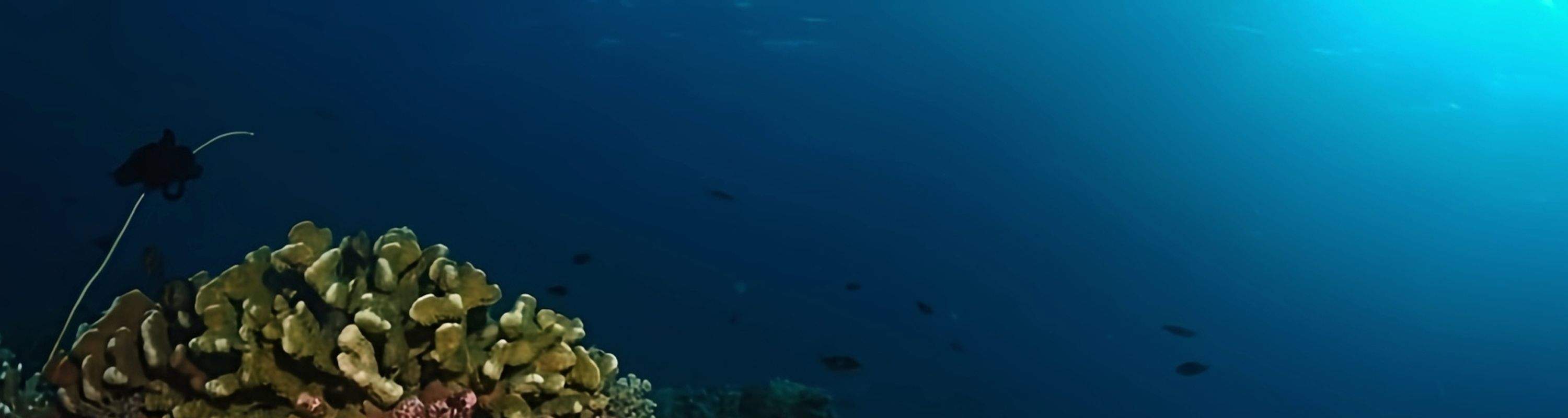 Siquijor: Freediving Adventure with Lunch and Beach Time