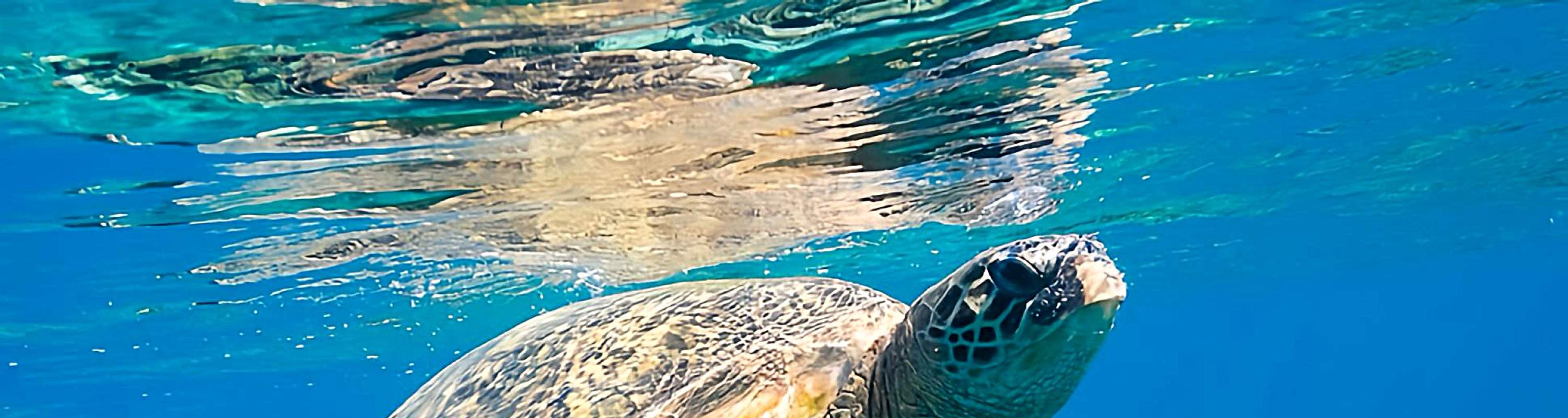 ทริปสำรวจเกาะ 3 วัน 2 คืน จาก เอลนิโด ไปยัง โครอน หรือในทางกลับกัน