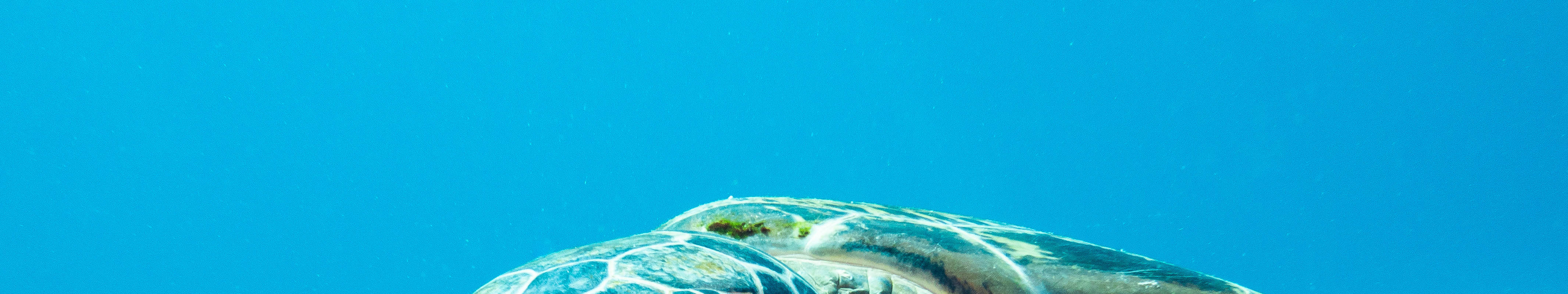Pagsisid Buong-Araw na Dive Trip sa Komodo kasama ang PADI 5 Star IDC ...