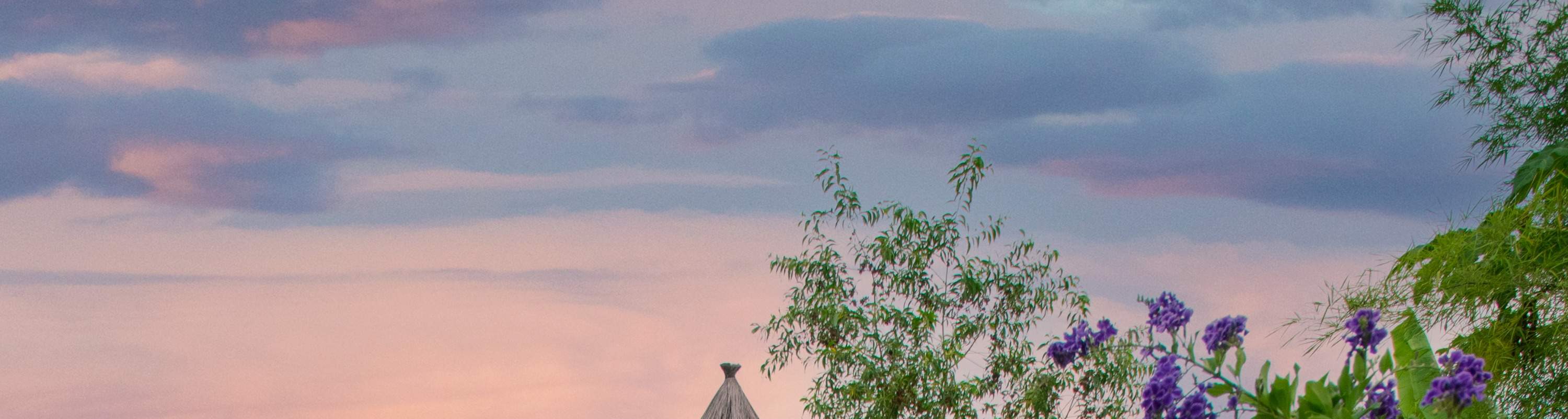 사우스 팜의 코이