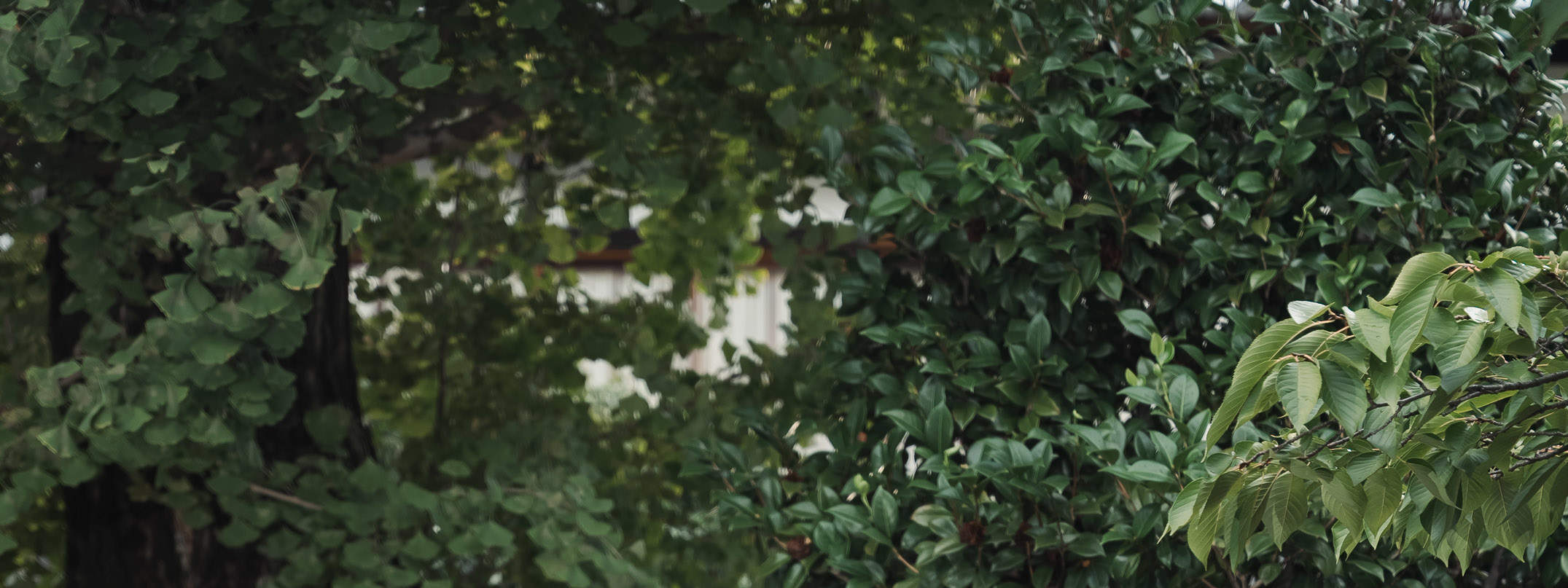 Индивидуальная фотосессия в Киото