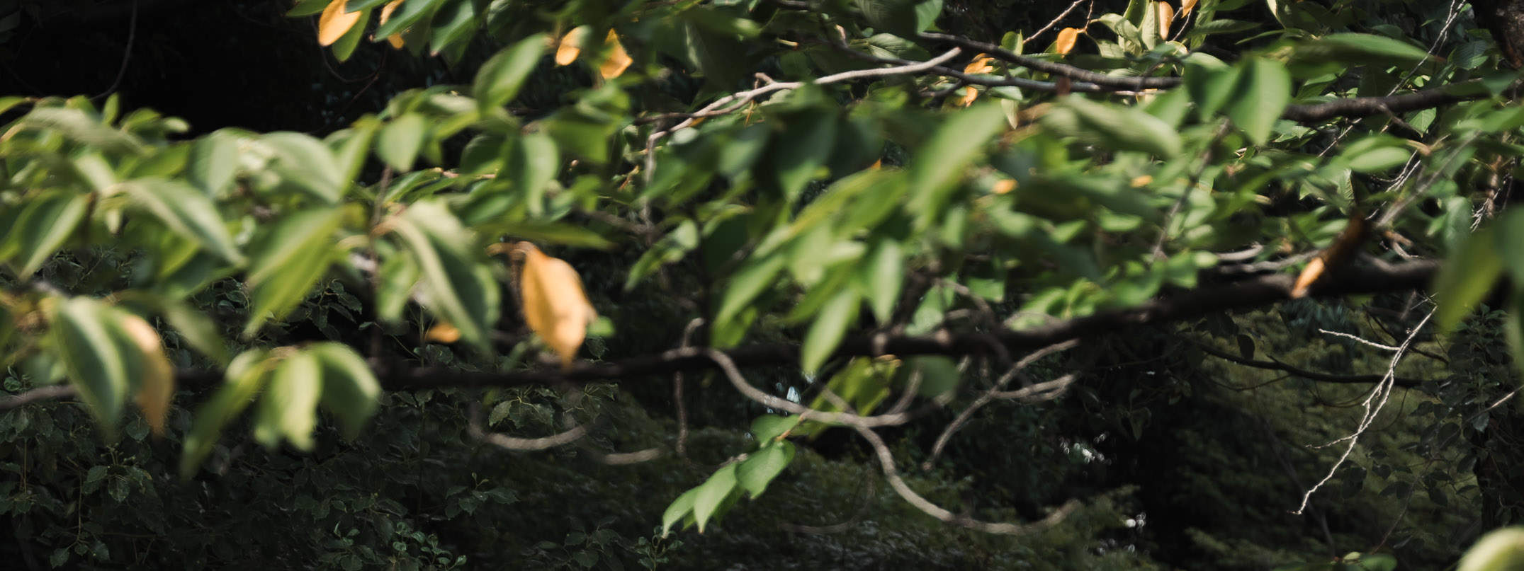 Expérience de séance photo de portrait privée à Kyoto