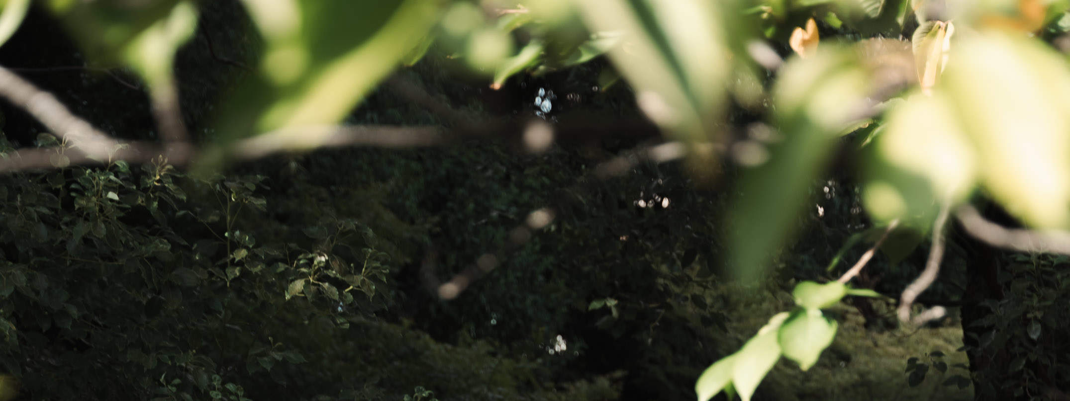 Индивидуальная фотосессия в Киото