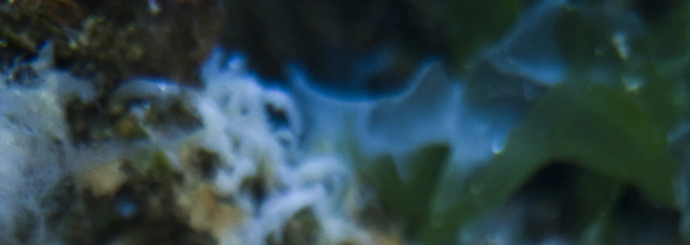 半日浮潜之旅 - 有导游或无导游。