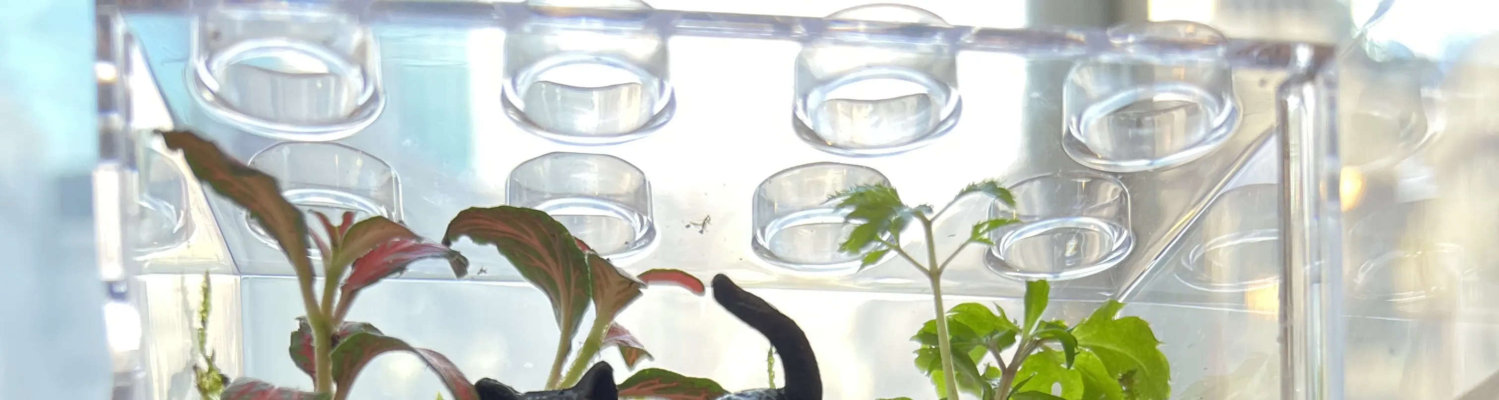 手作班房 - 微景观植物生态工作坊 Mini Terrarium Workshop｜铜锣湾