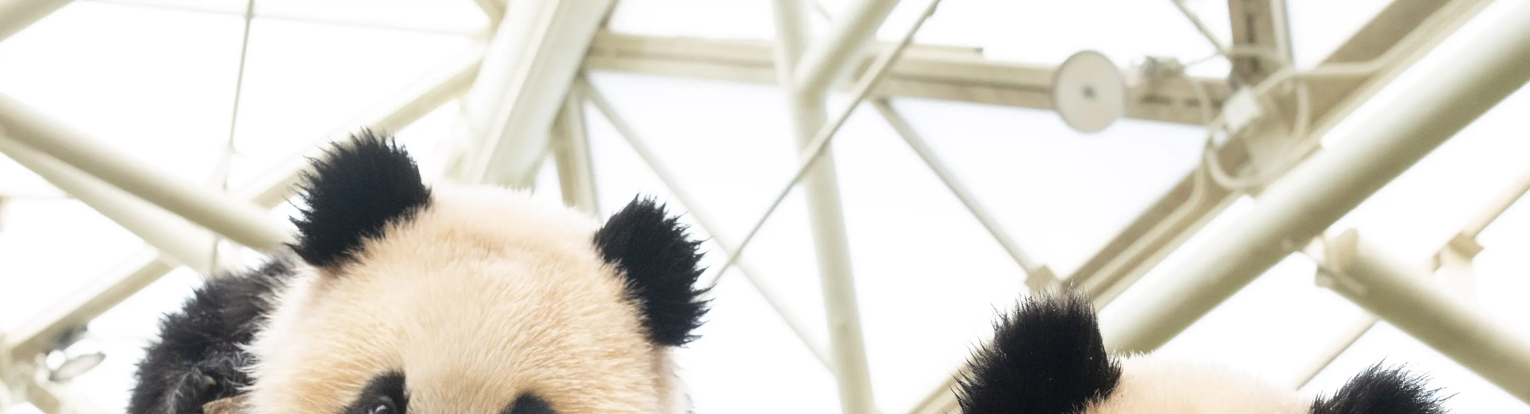 Everland Twin Pandas