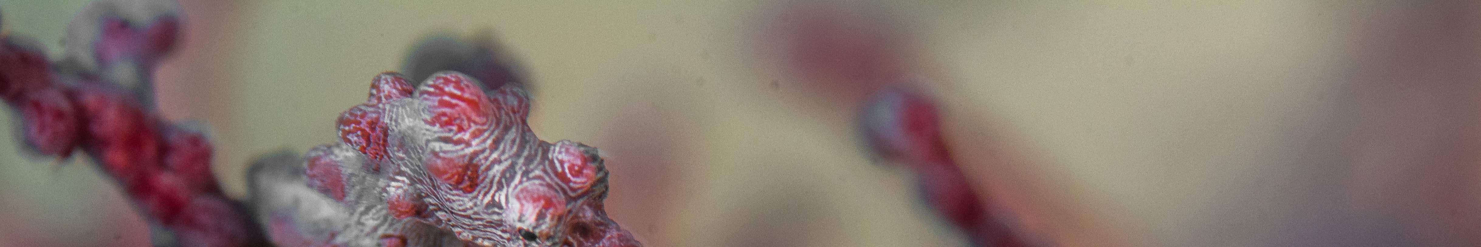 早上9点在卡瓦延潜水