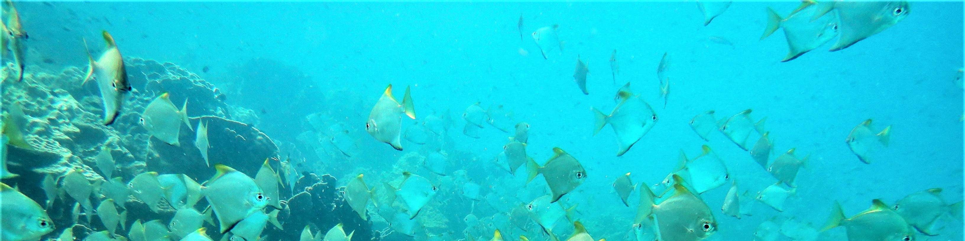 PADI Open Water Diver