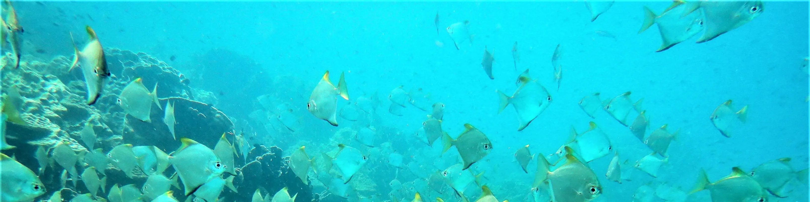 PADI 开放水域潜水员