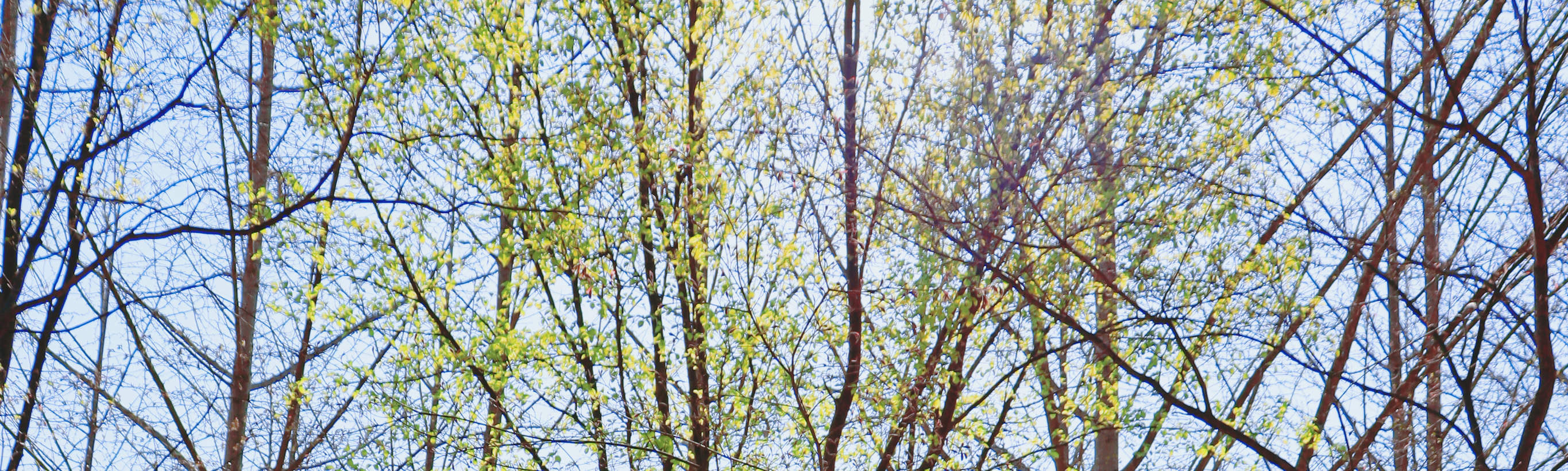 남이섬 입장권 (QR 코드 바로 입장)