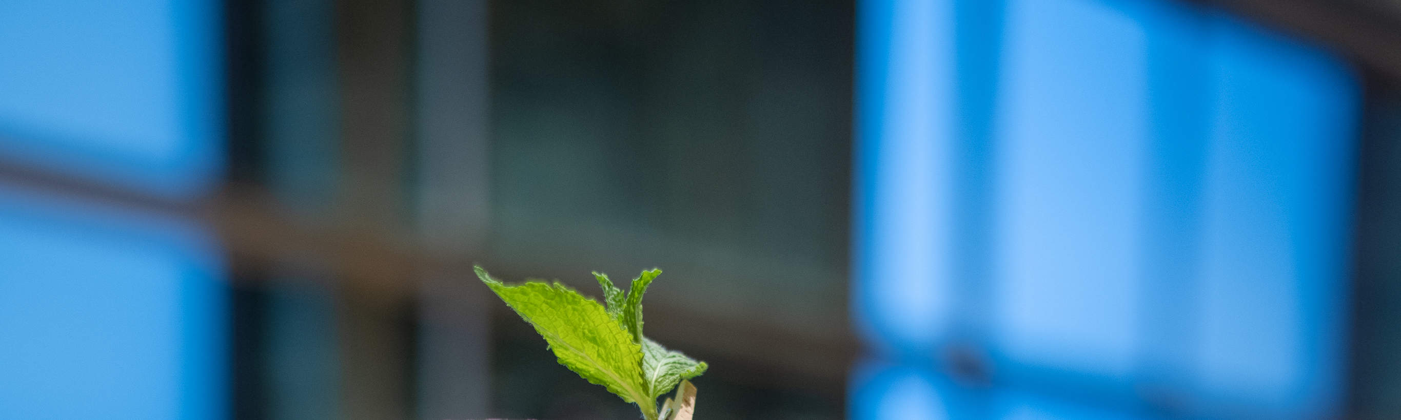 澳門四季酒店王手 - 充滿活力及創意的拉麵餐廳