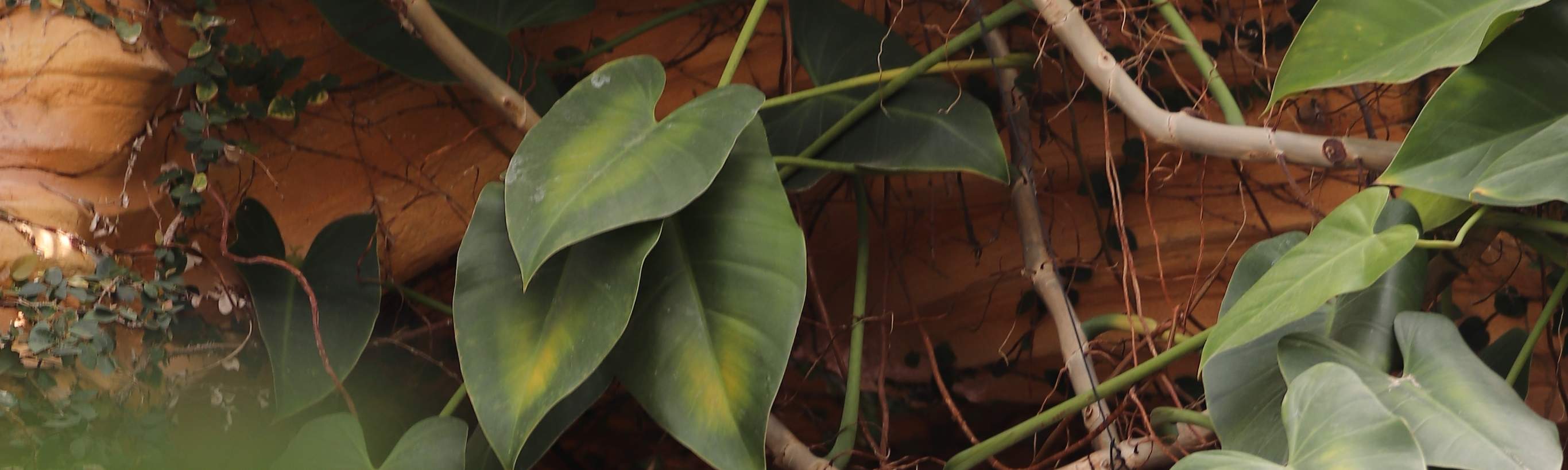 韓服レンタル（慶尚北道）