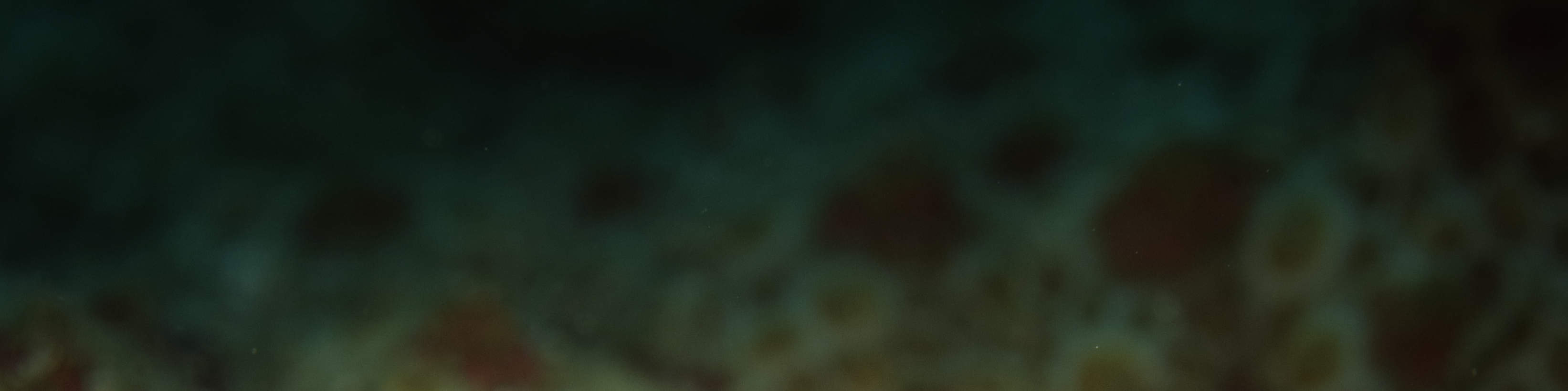 Excursion de plongée d'une journée