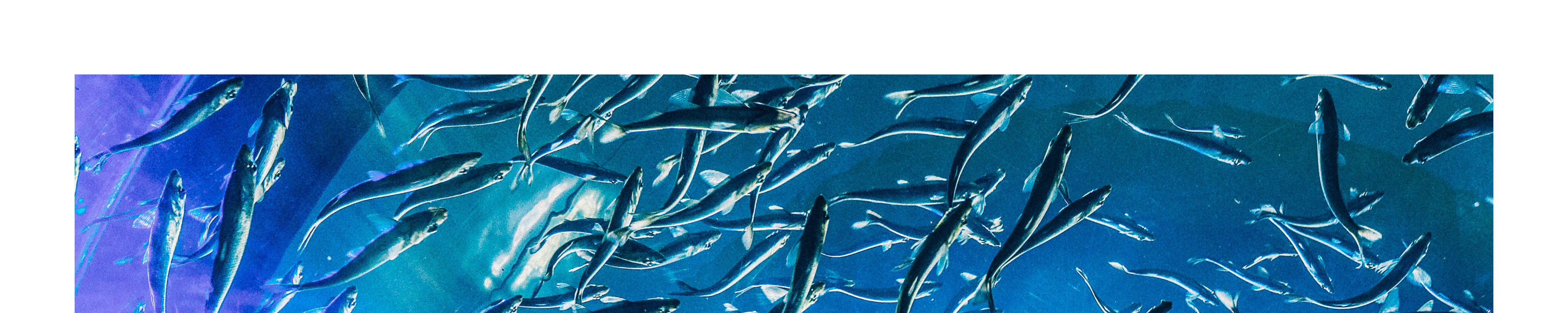 Trip Menyelam Setengah Hari