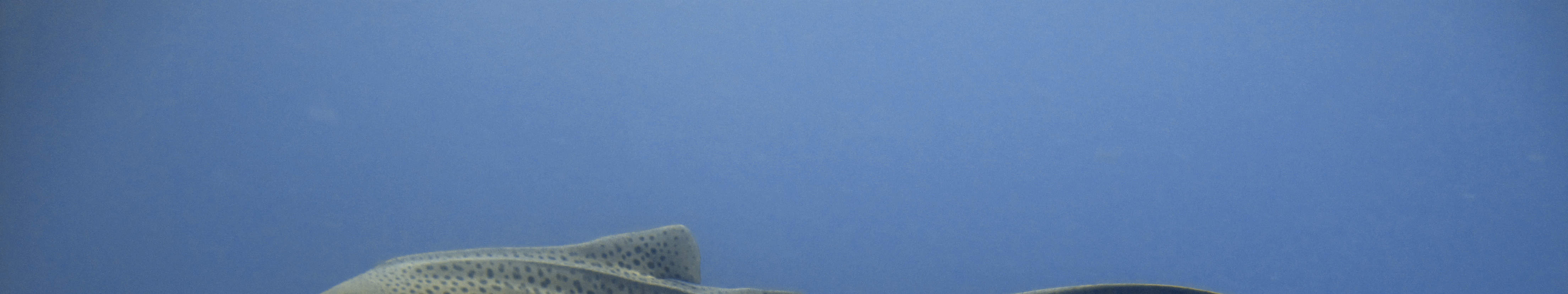 PADI Advanced Open Water Diver