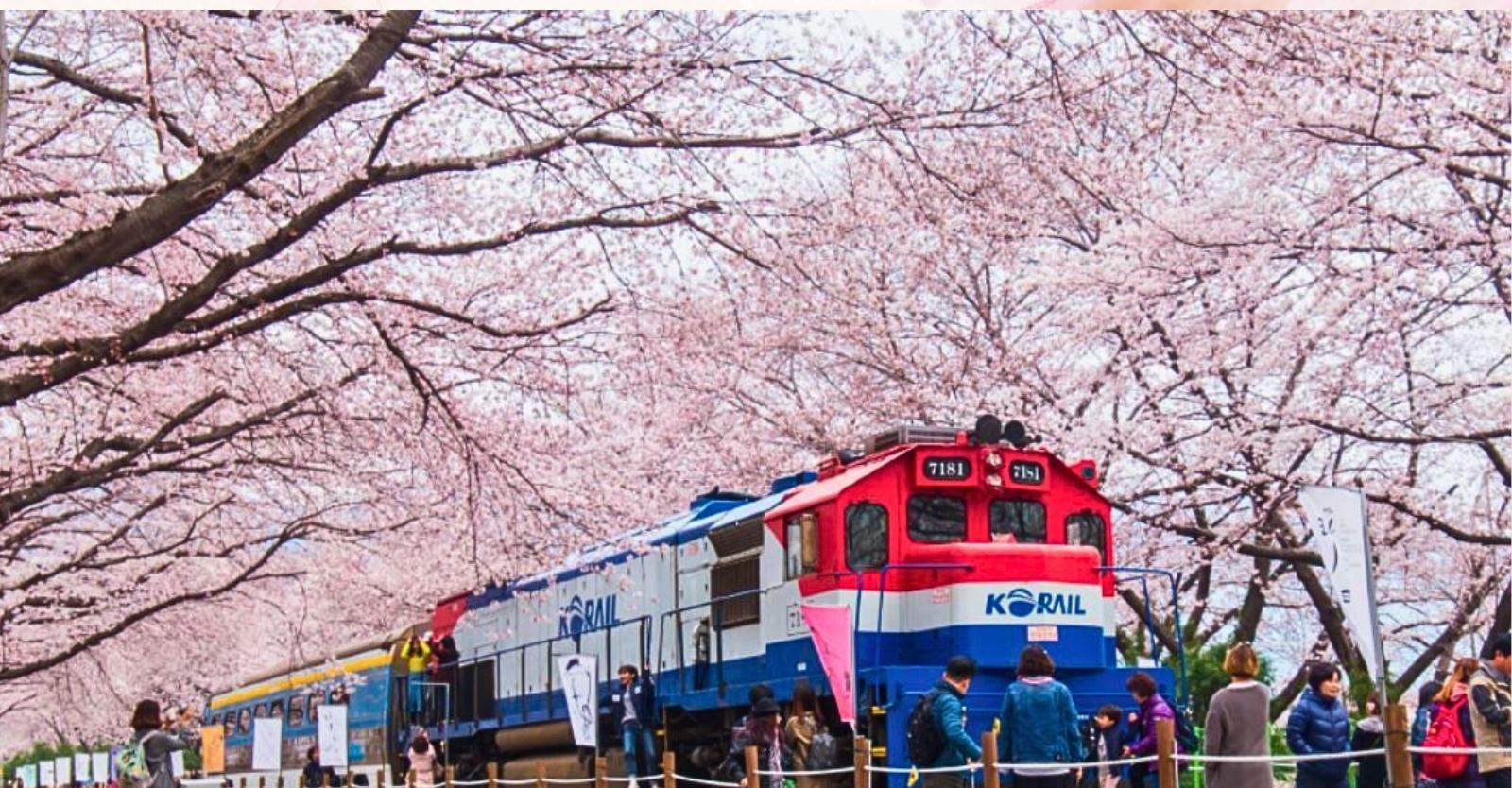 ソウルからの鎮海郡港祭桜祭り日帰りツアー | Klook