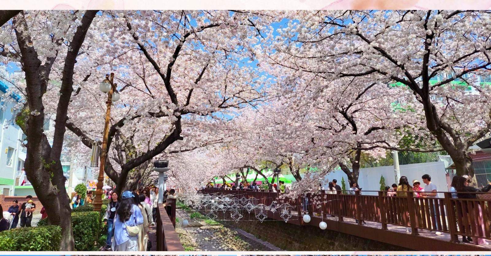 Jinhae Gunhangje Cherry Blossom Festival Day Tour (Standard/VIP) from