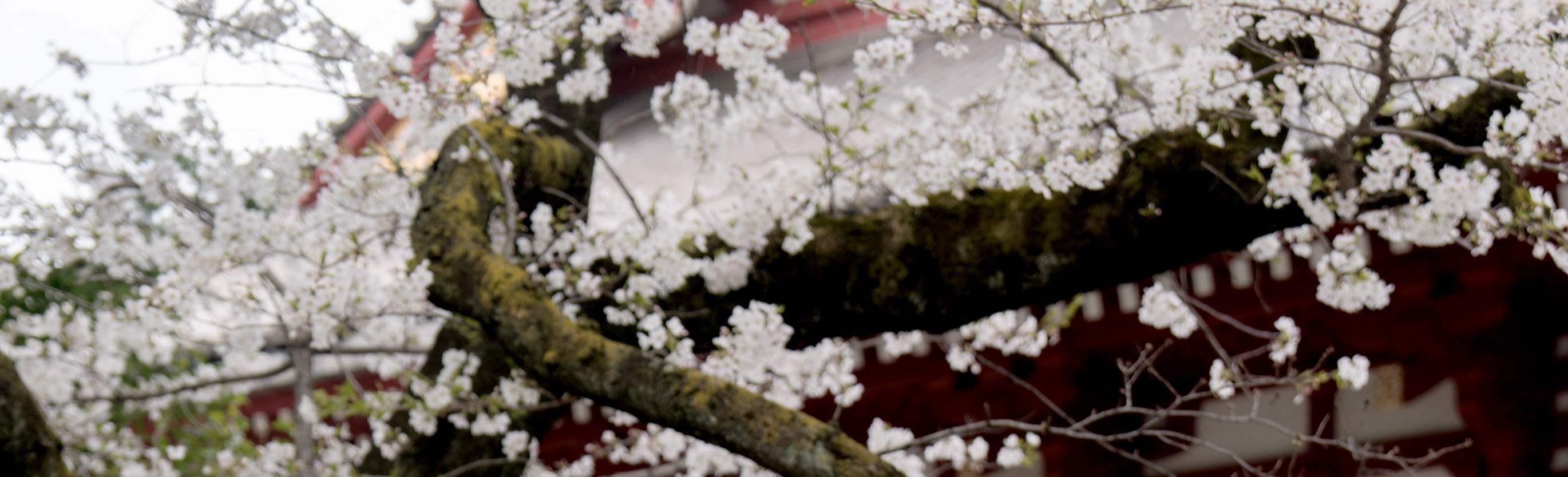 [Style cosplay exclusif Klook] Apportez vos produits dérivés de personnage préférés à Asakusa pour découvrir un style de kimono unique ! (※①Le kimono est de la même couleur que celle du personnage et peut ne pas correspondre à la photo. ②Le sac à main est