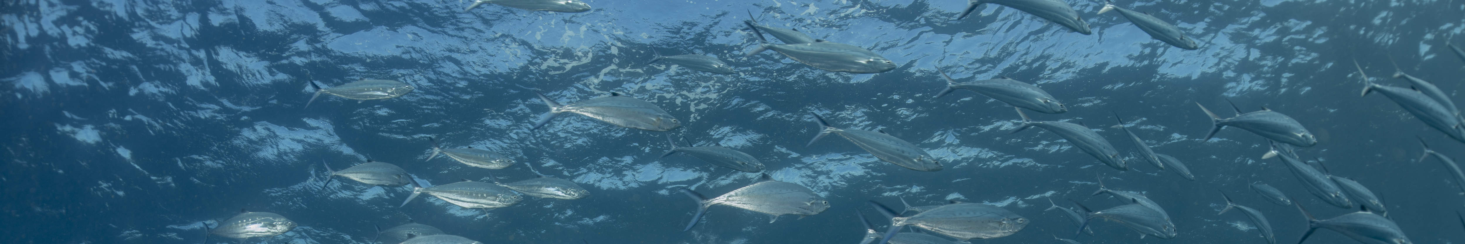 PADI Discover Scuba Diving