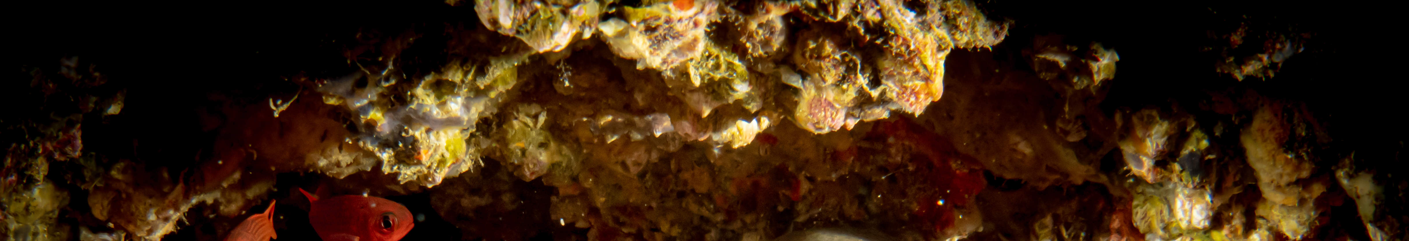 매크로 러버 다이브 패키지