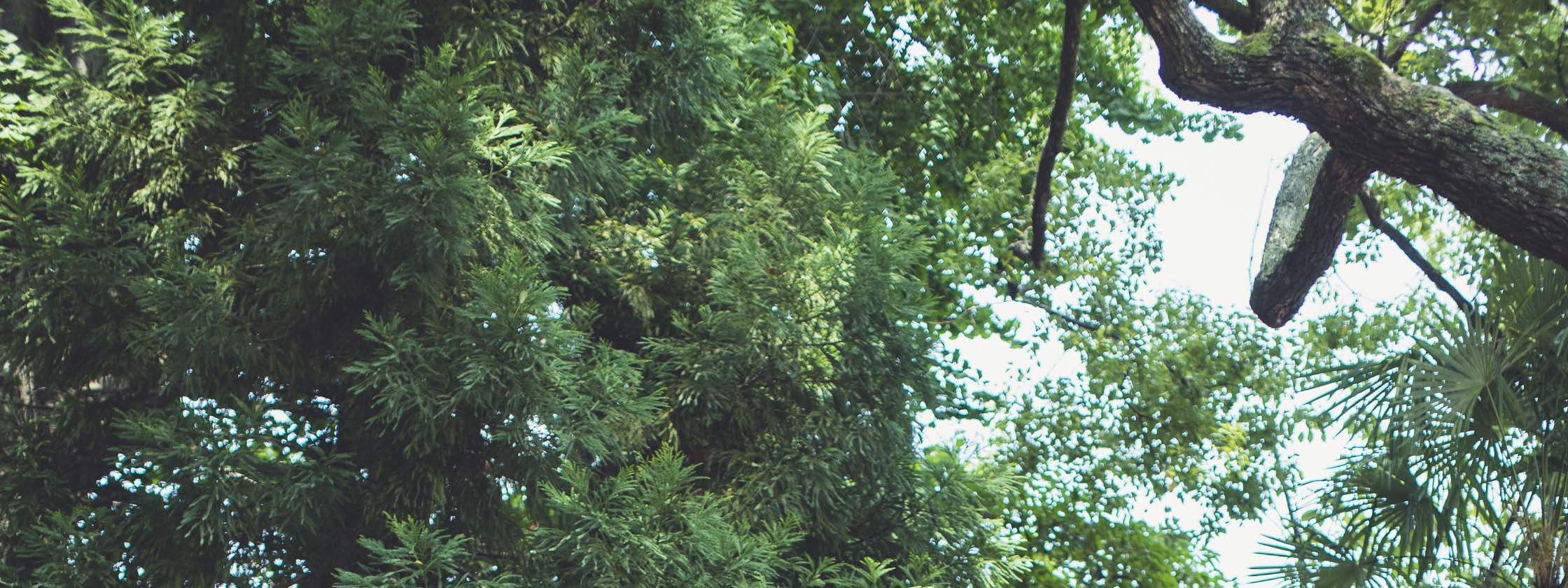 日本神社的巫女