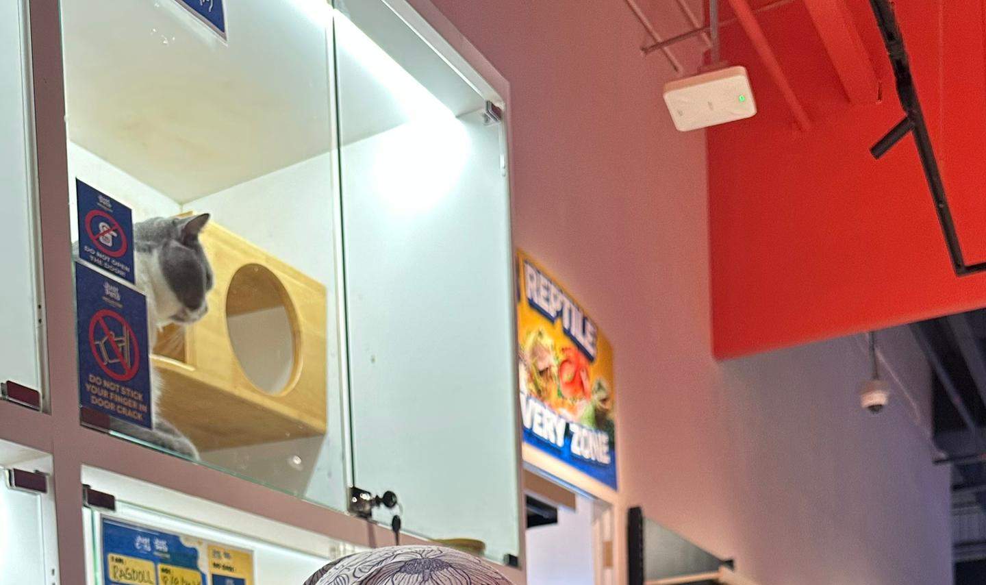 บัตรเข้าชม Just Cats 