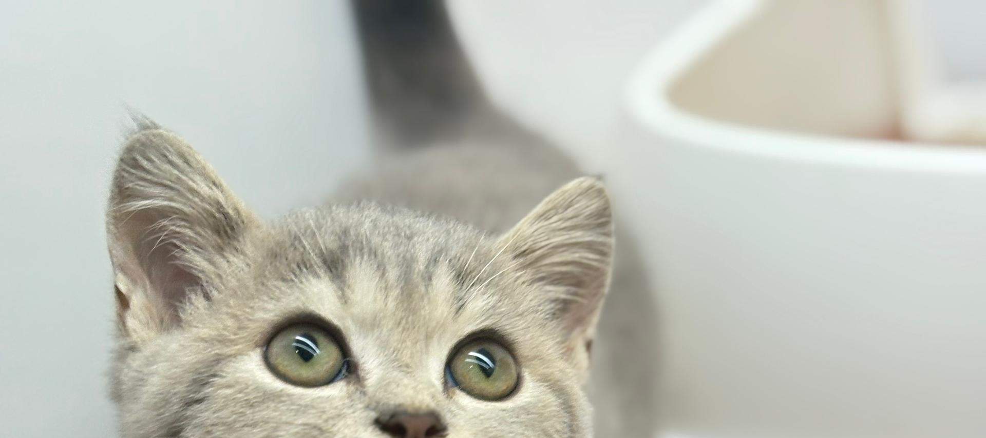 บัตรเข้าชม Just Cats 