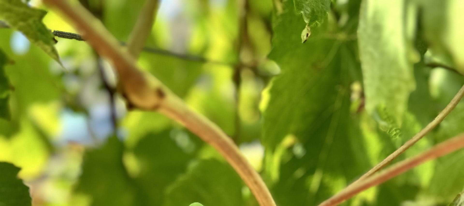 Weinproben Yarra Valley Touren ab Melbourne