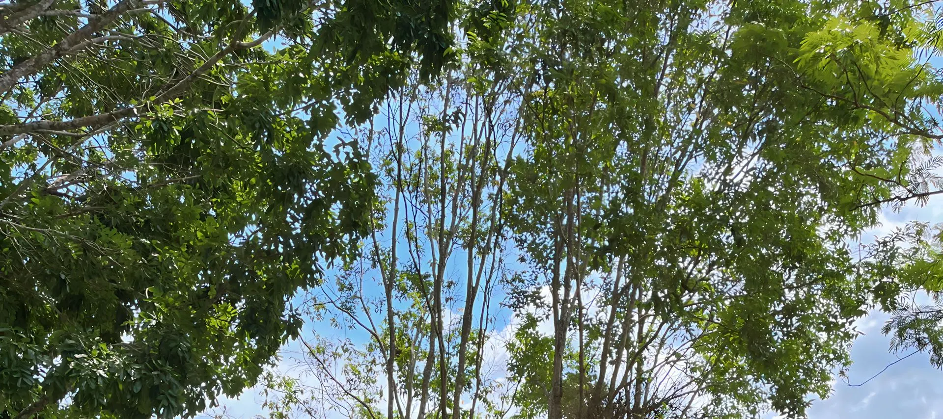 treetopia