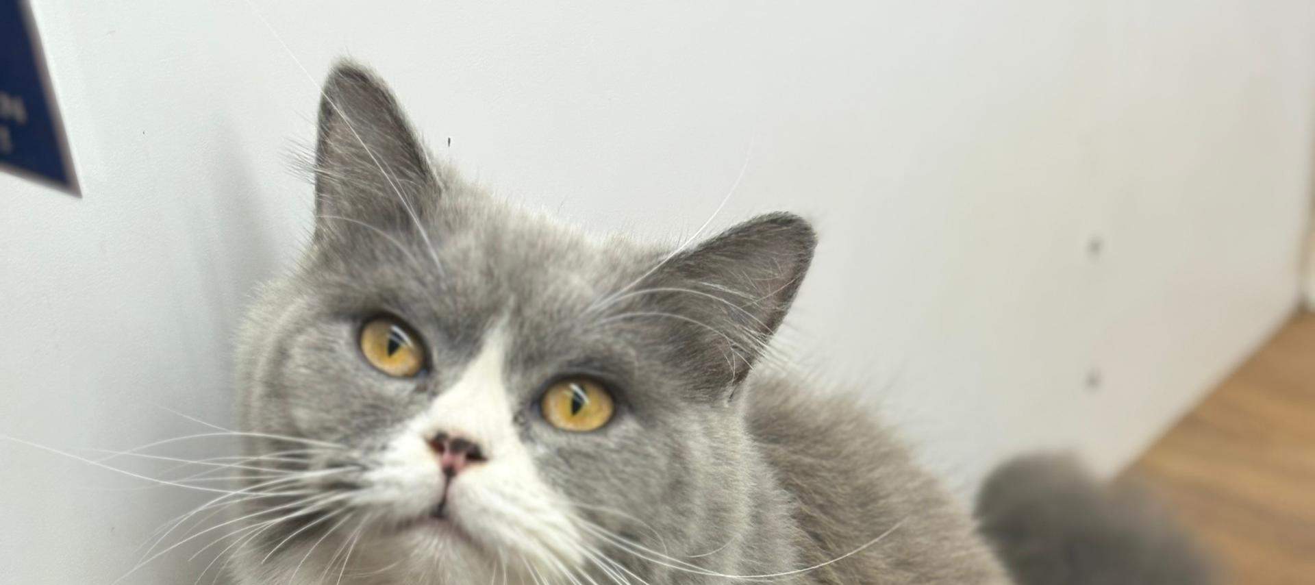 บัตรเข้าชม Just Cats 