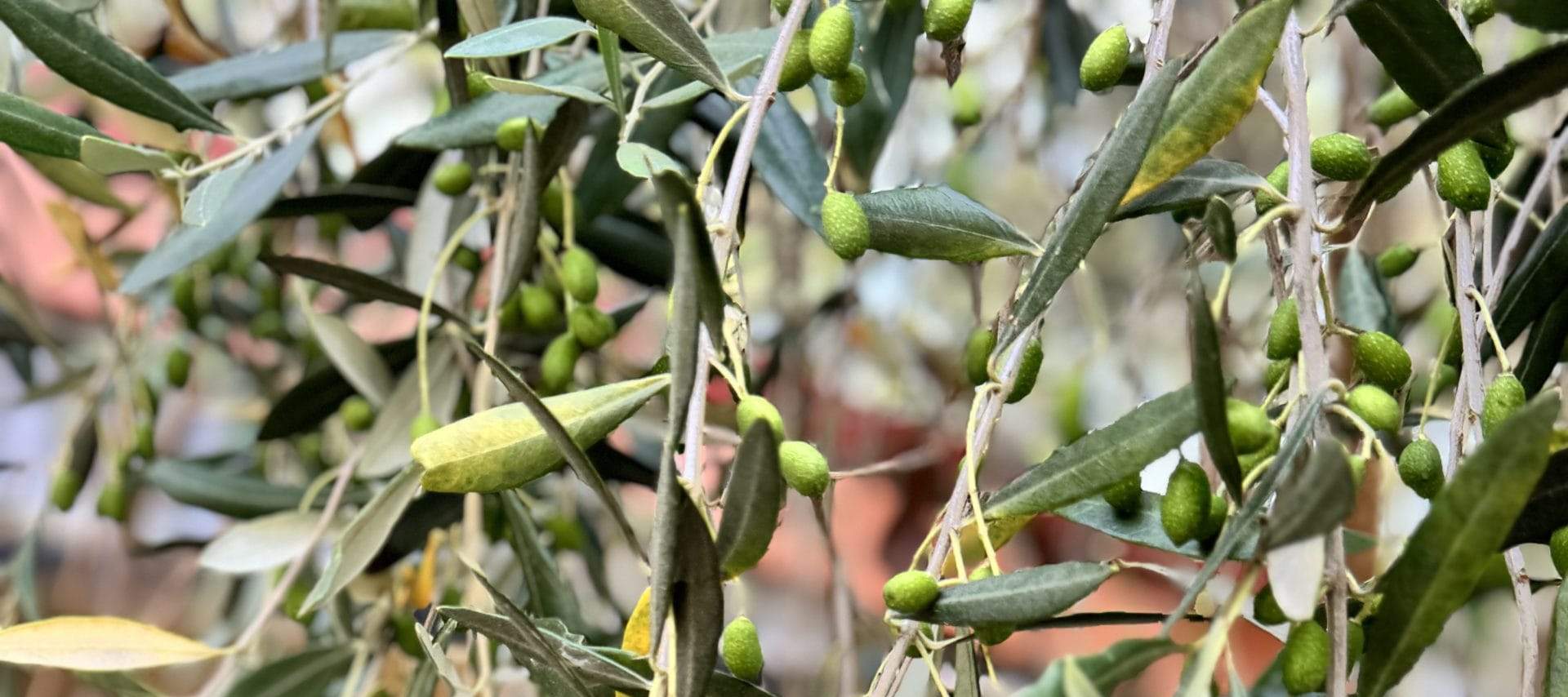 Tours de degustación de vinos en el valle de Yarra desde Melbourne