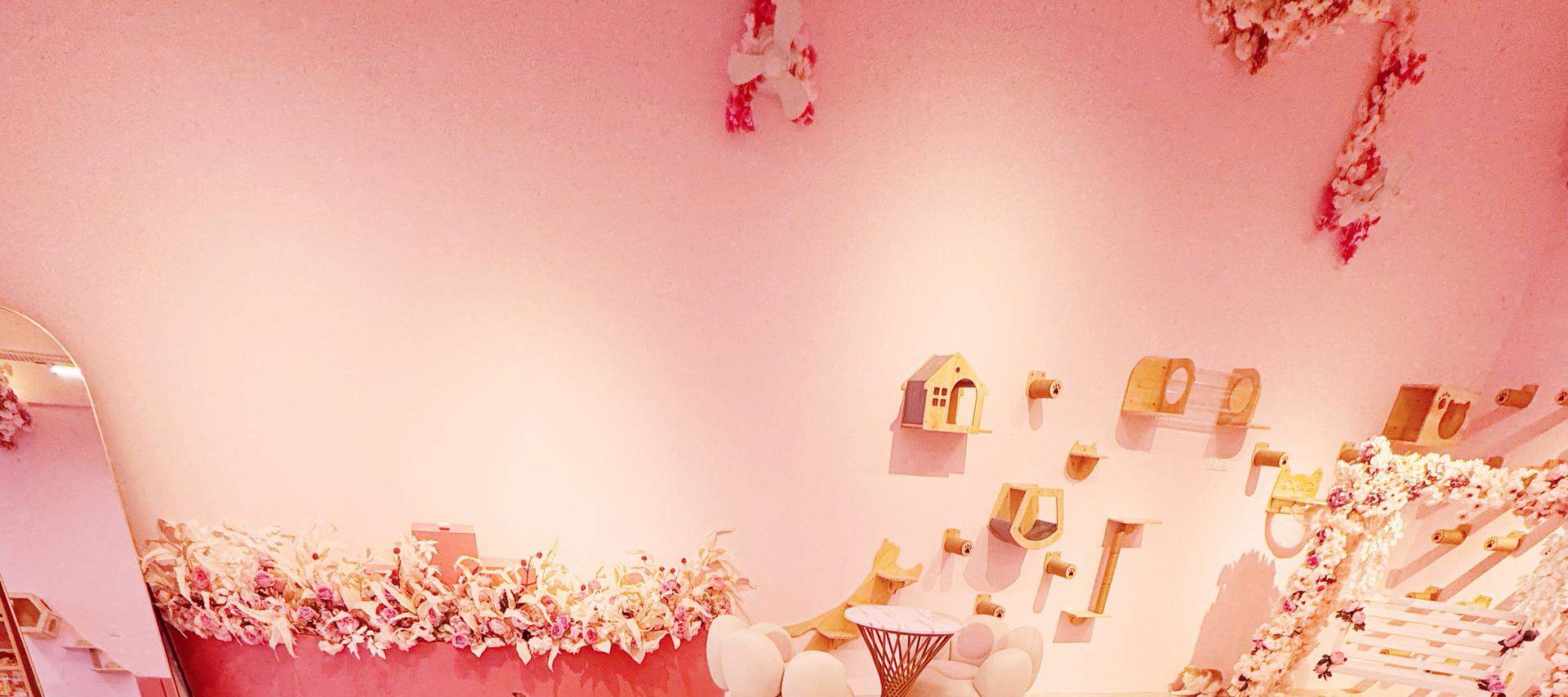 Ammira da vicino oltre 30 gatti di diverse razze!