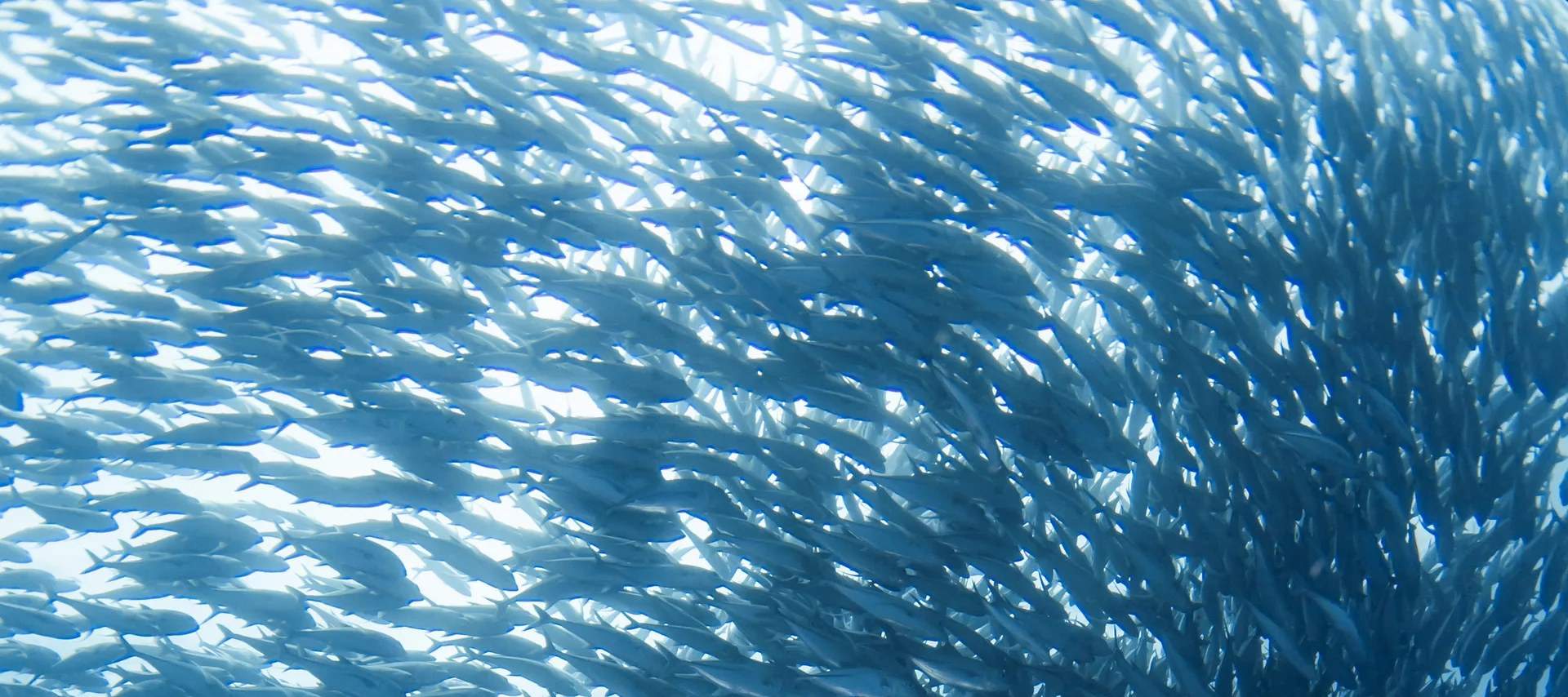 Observez la vie foisonnante sous les vagues en découvrant des écosystèmes florissants et de vastes bancs de poissons lors de votre aventure de plongée.