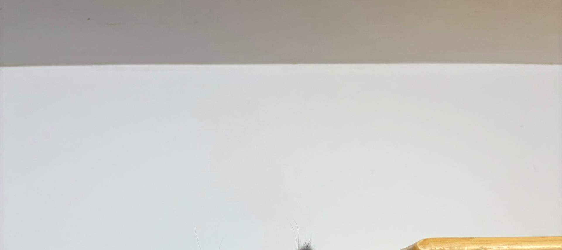 Just Cats 貓咪樂園門票