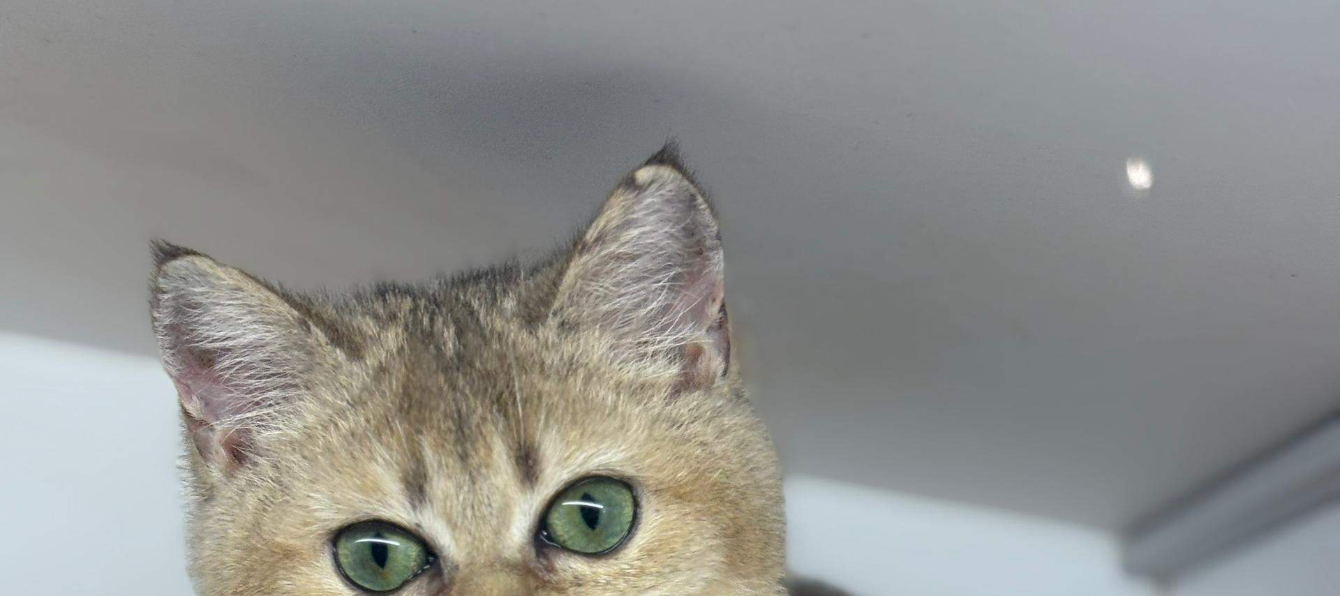 บัตรเข้าชม Just Cats 