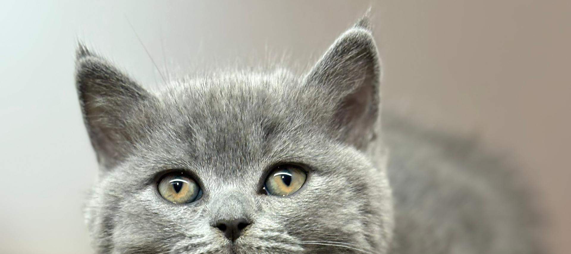 Vé vào cửa Just Cats 