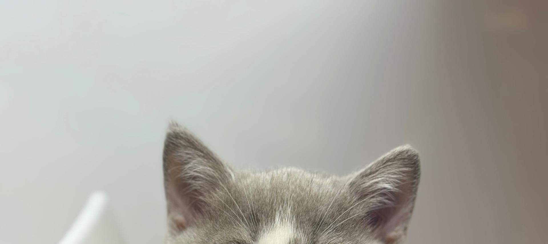 บัตรเข้าชม Just Cats 