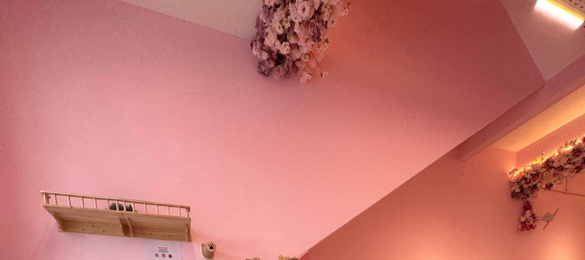 Bimbi piccoli e teneri gattini - l'amicizia più commovente!