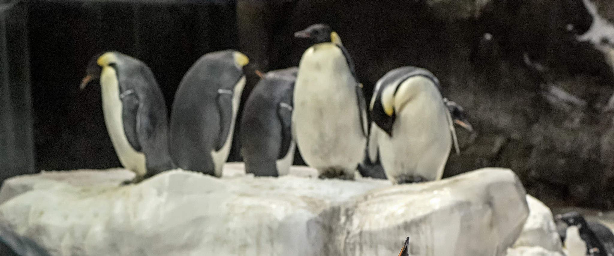 Penguins standing
