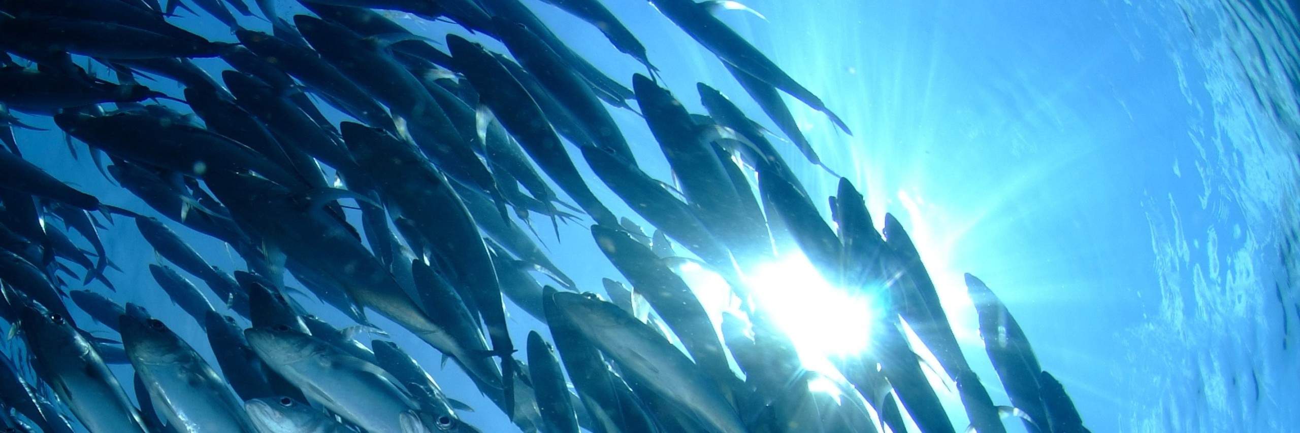 Sumérgete en las profundidades de Nusa Penida con confianza y habilidad como Buceador Avanzado de Aguas Abiertas, explorando desafiantes sitios de buceo y presenciando la belleza que se despliega bajo las olas.
