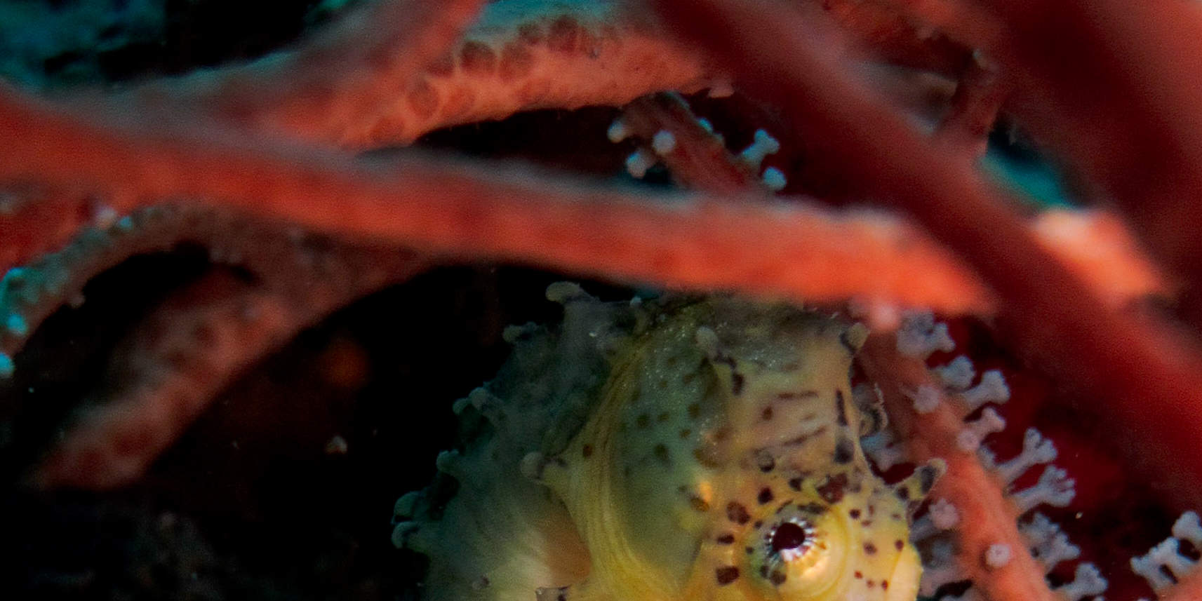 PADI Advanced Open Water Diver