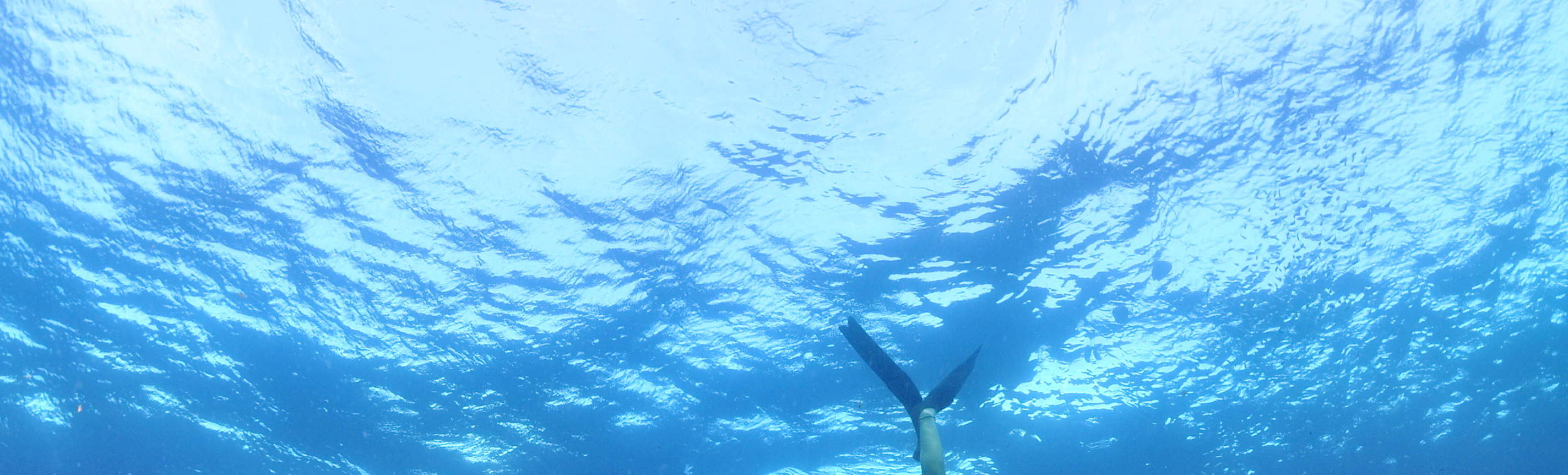 感動的なイワシの大群ダイブ - 1タンクボートダイブ